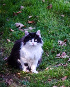 Domestic cat german longhaired pointer attention photo