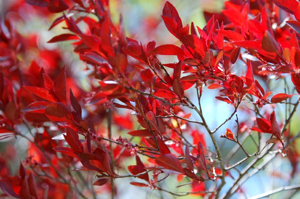Leaves colorful red