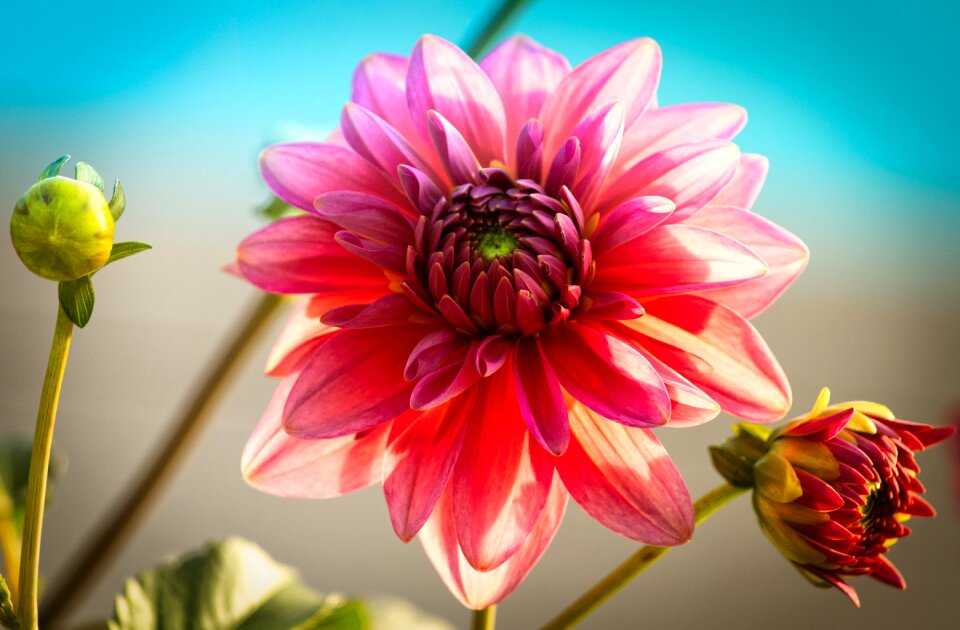 Close up pink blossom