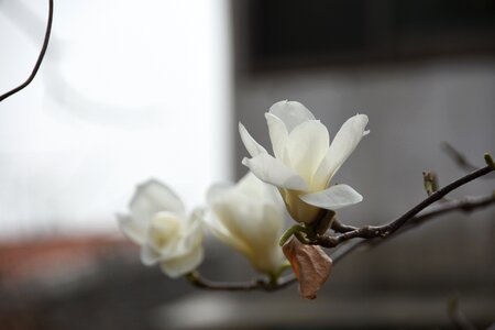 Magnolia white nature photo