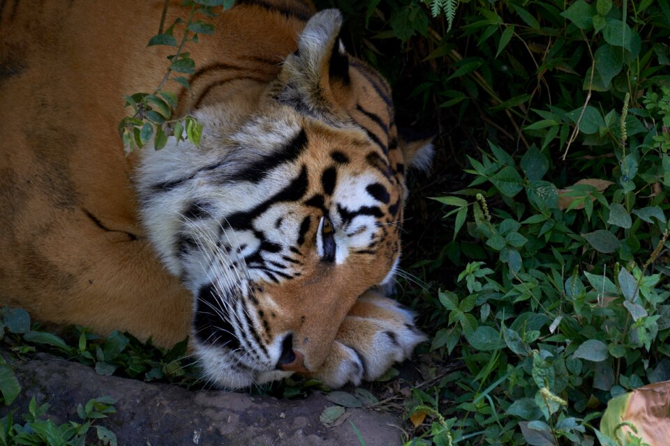 Animal predator dangerous