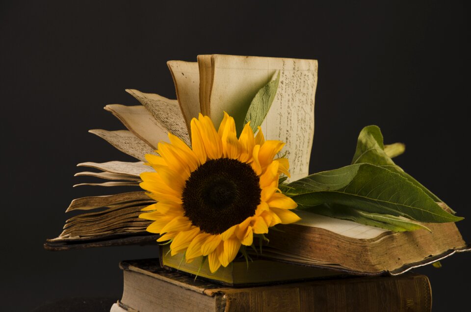 Yellow book still life