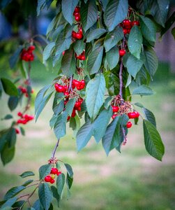 Red sour cherries spring