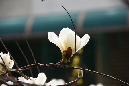 Magnolia white nature photo