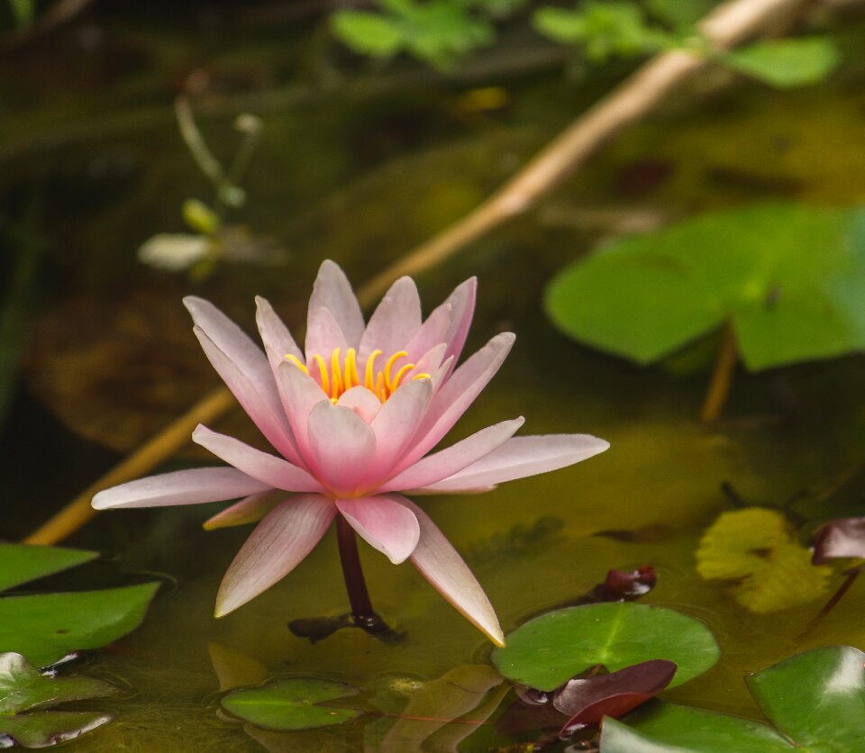 Pond blossom nature