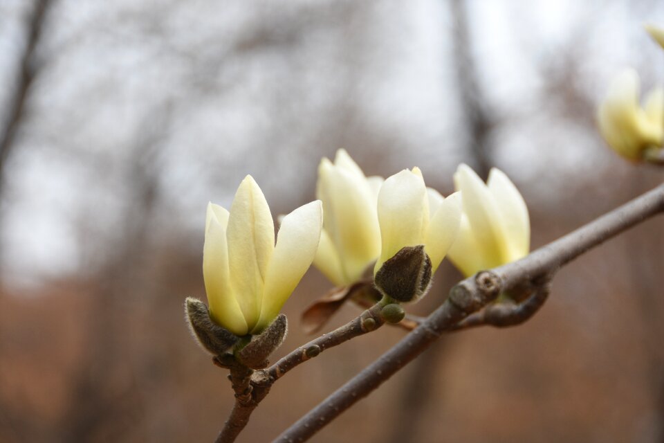 Magnolia white nature