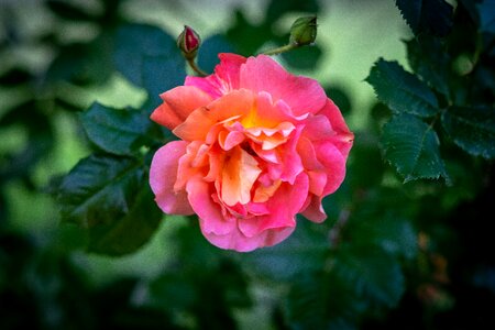 Nature plant rose bloom photo