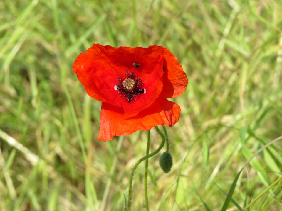 Poppy-head flora red