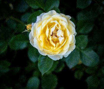 Nature plant rose bloom