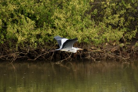 Grass wood bird