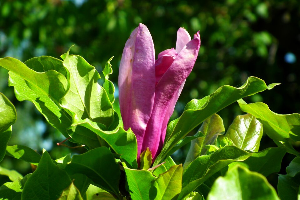 Spring nature garden
