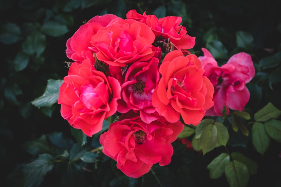 Nature plant rose bloom