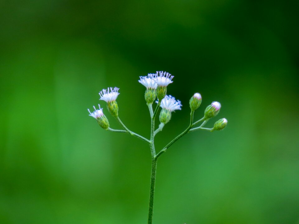 Flowering plant fresh