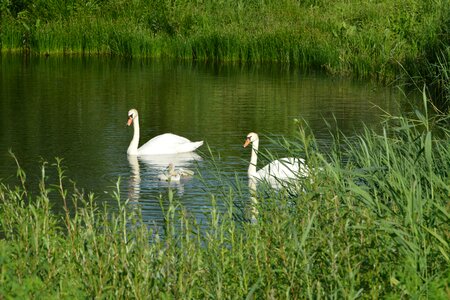 Chicks bird lake photo