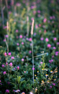 Grass grasses nature