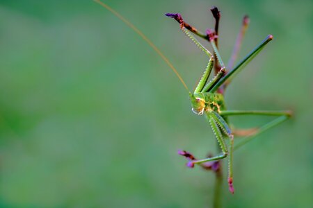 Nature green animal