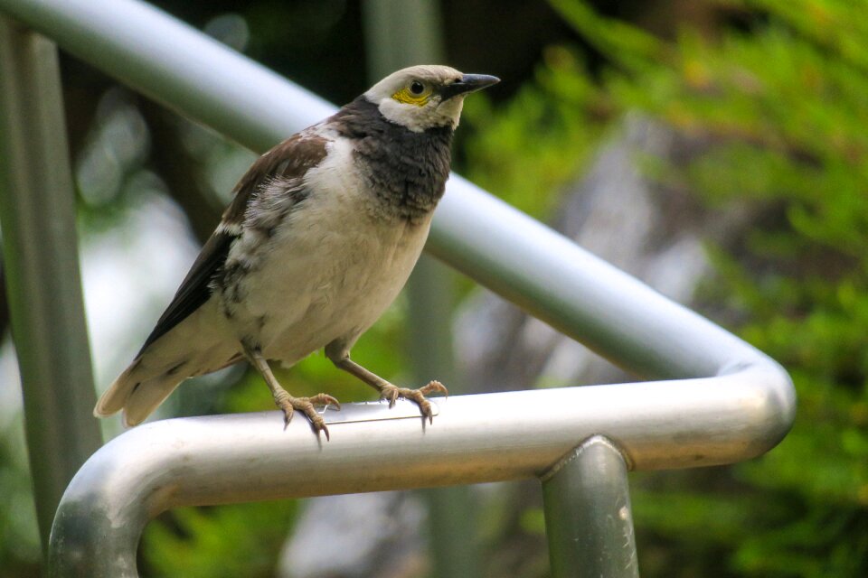 Wildlife animal outdoor