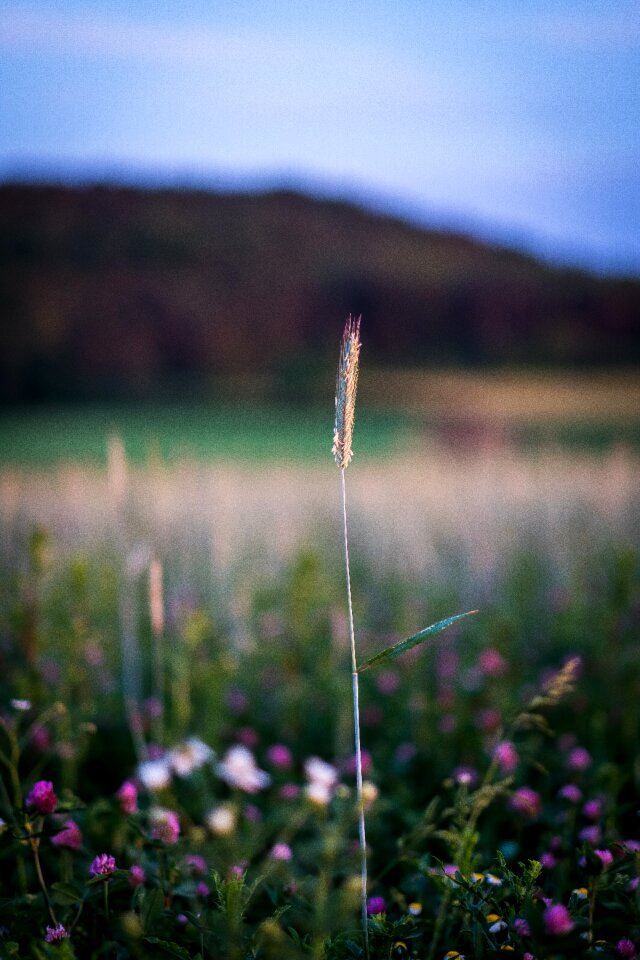 Grass grasses nature