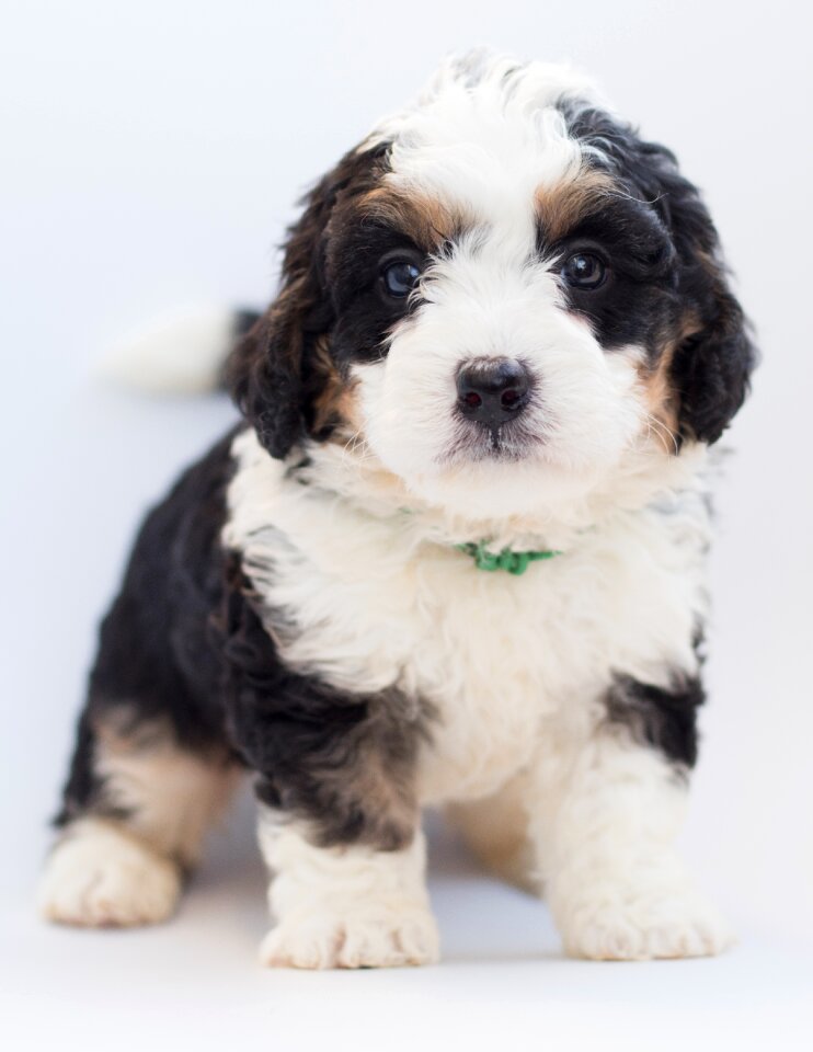 Doodle poodle bernese mountain dog