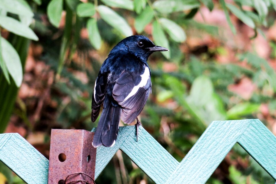 Outdoor wildlife wings photo