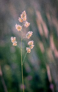 Grass grasses nature photo