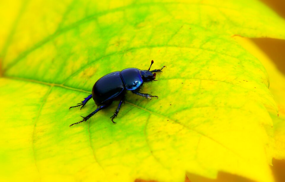 Autumn seasons of the year antennae