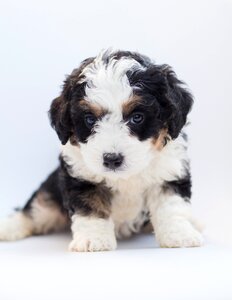 Doodle poodle bernese mountain dog
