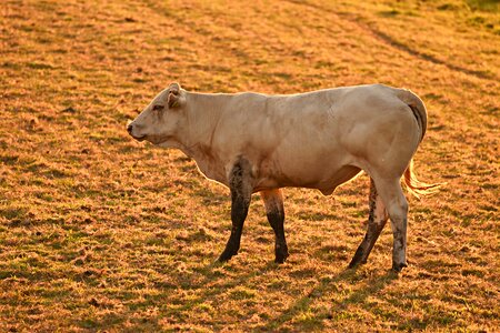 Animal mammal ruminant photo