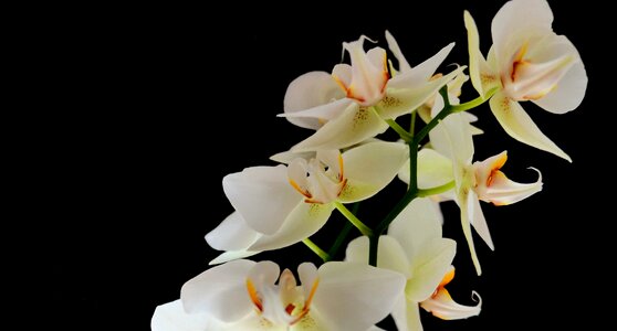 Orchids bud petals