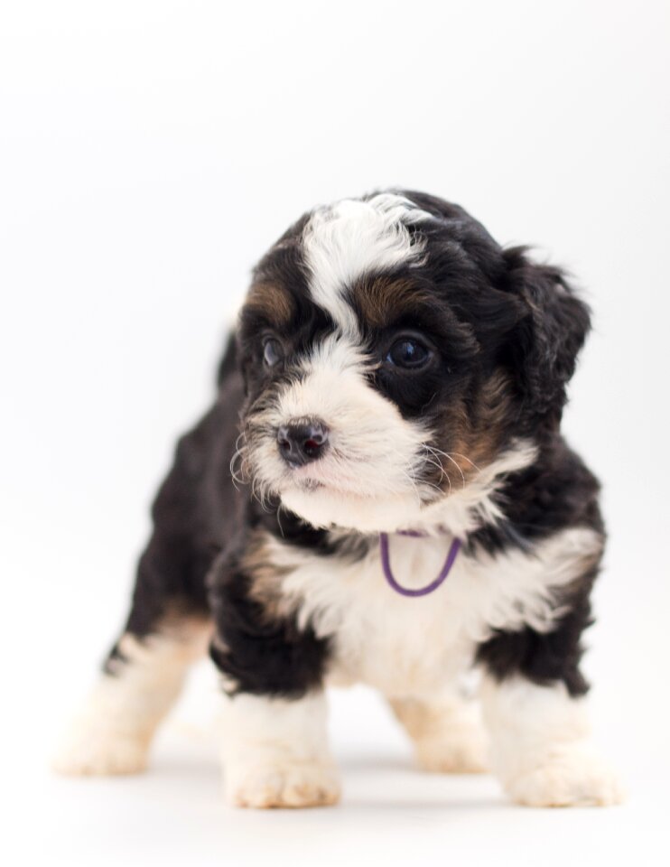 Doodle poodle bernese mountain dog