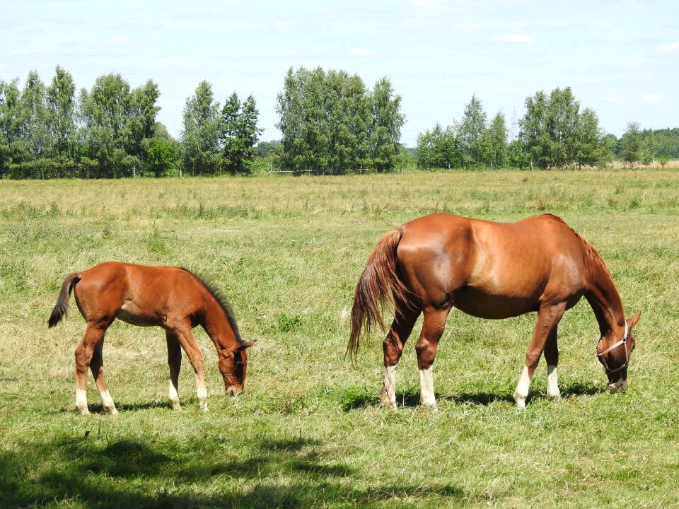 Offspring the horse pony