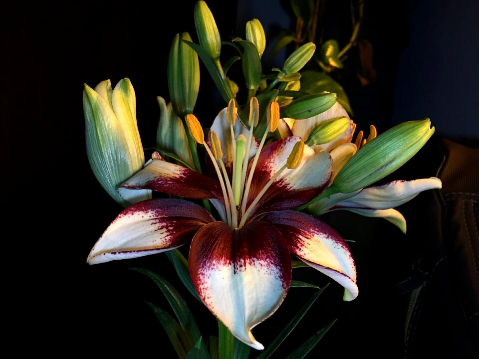 Plant petals flowers