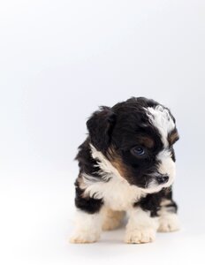 Doodle poodle bernese mountain dog photo