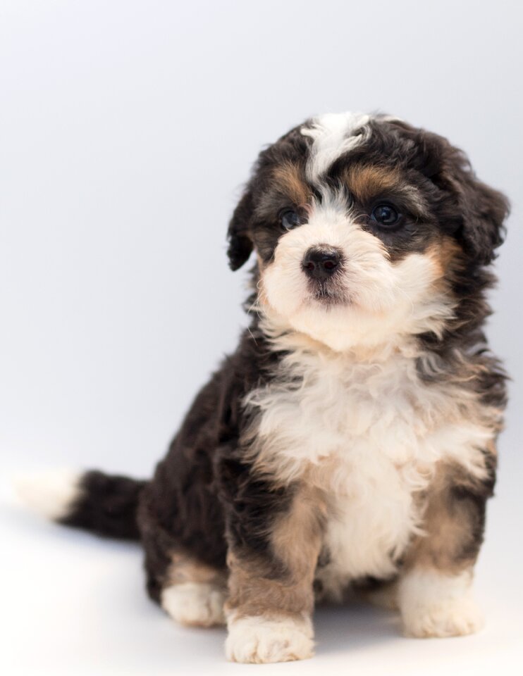 Doodle poodle bernese mountain dog