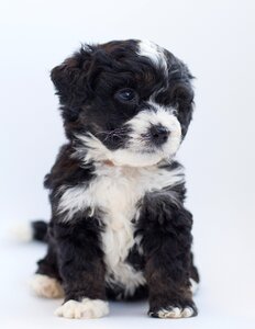 Doodle poodle bernese mountain dog