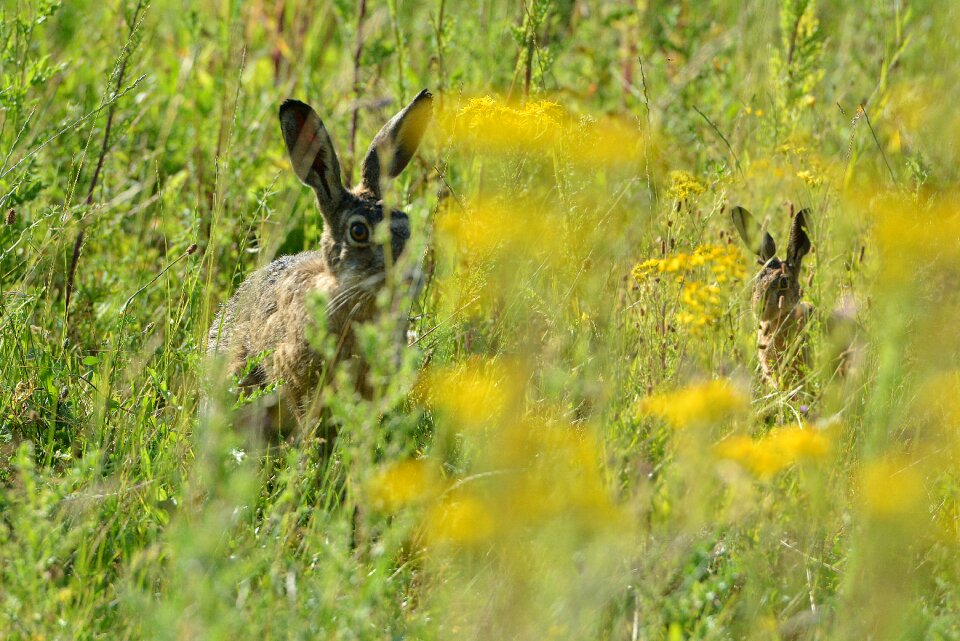 Grass meadow animals