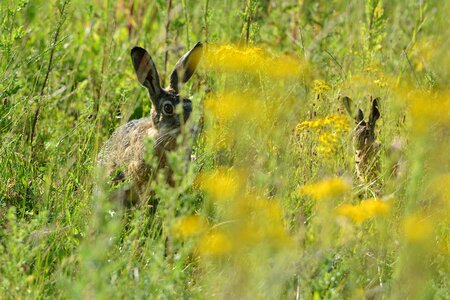 Grass meadow animals