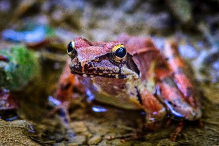 Nature animal tropical