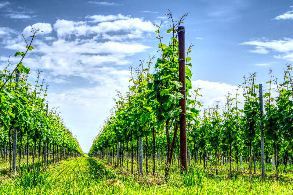 Wine winemaker wingert