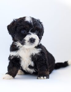 Doodle poodle bernese mountain dog photo