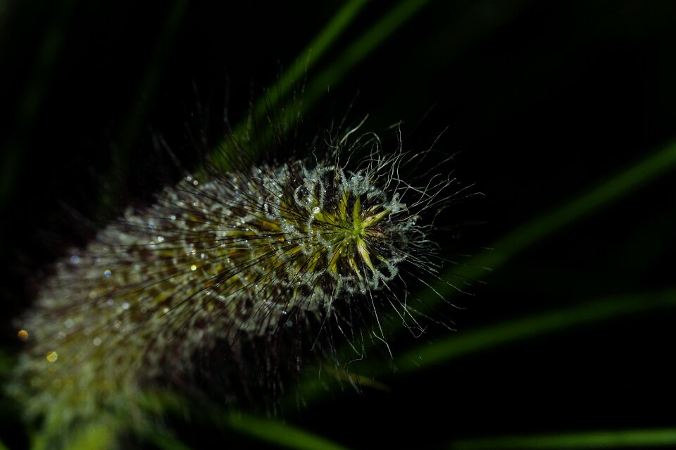 Nature grasses decorative