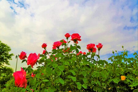 Red flower plant
