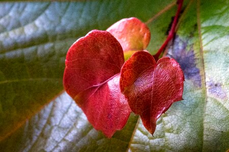Heart leaf leaves