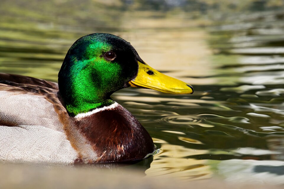 Bird water bird drake