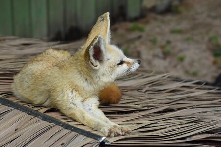 Zoo animal cute