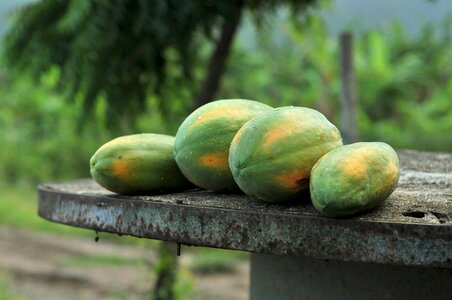 Vegetables fruit cultivation