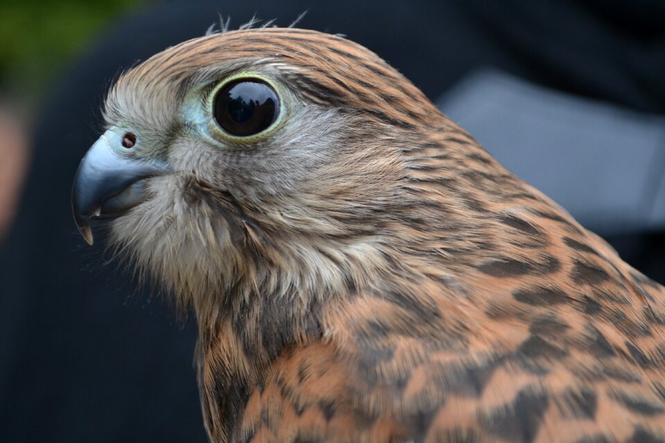 Bird of prey feather portrait