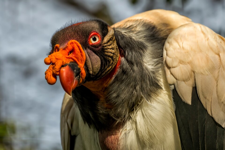 Close up head plumage