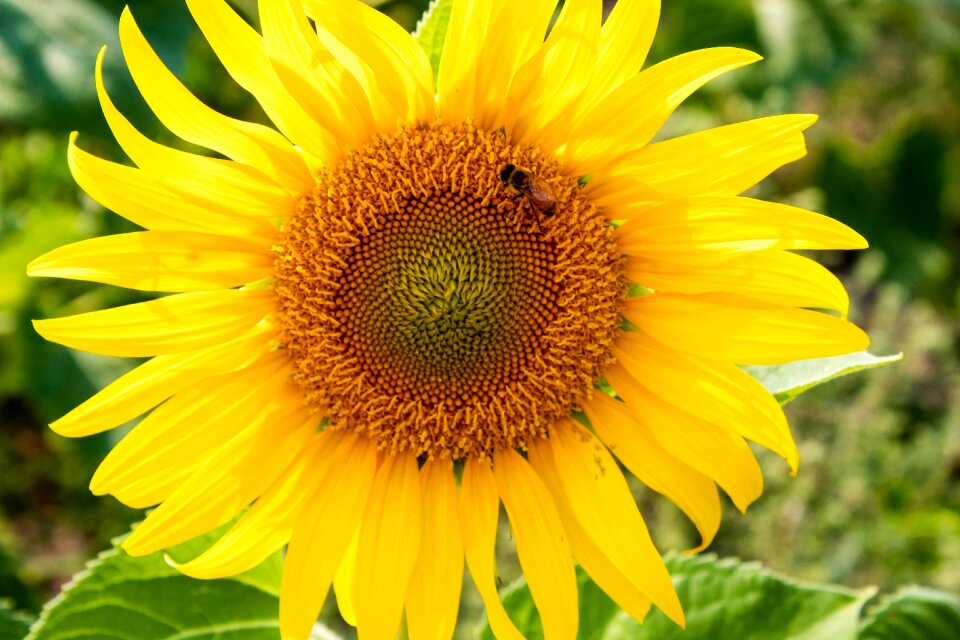 Bright summer field