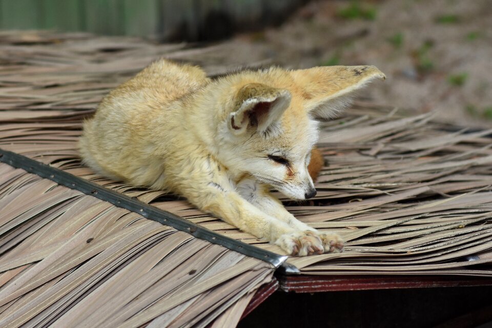 Zoo animal cute